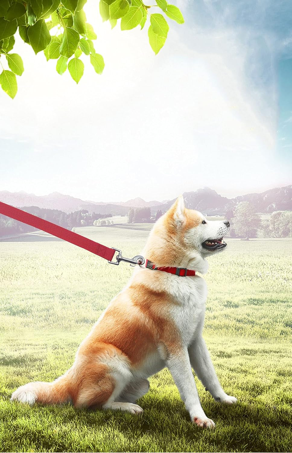 Long Dog Leash for Obedience and Recall Training - Available in 15FT, 20FT, 30FT, 40FT, and 50FT for Small to Medium Dogs - Ideal for Camping, Training, Play, or Backyard Use (15FT, Red)
