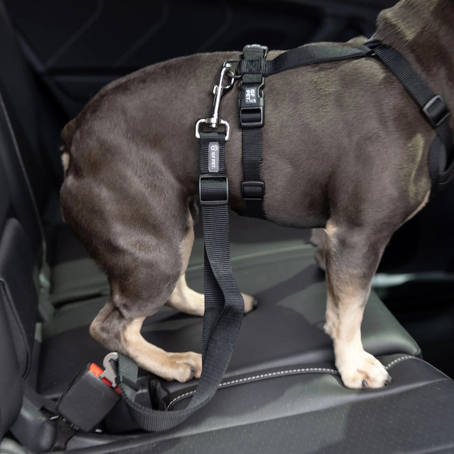 Universal Black Pet Seat Belt Tether for Standard Cars - Keep Your Furry Friend Safe!