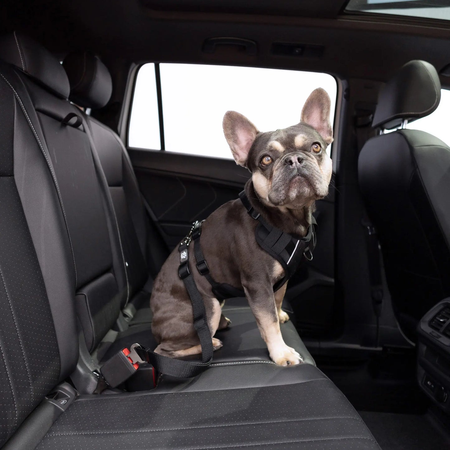 Universal Black Pet Seat Belt Tether for Standard Cars - Keep Your Furry Friend Safe!
